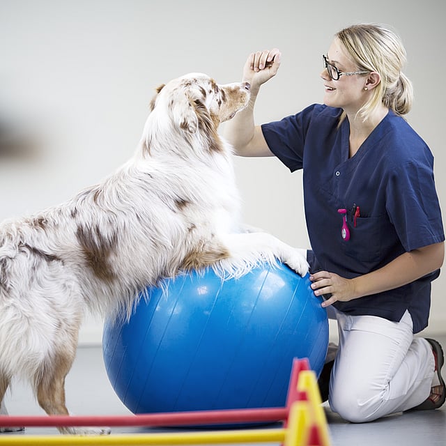 Una persona con un perro en una bola azul.