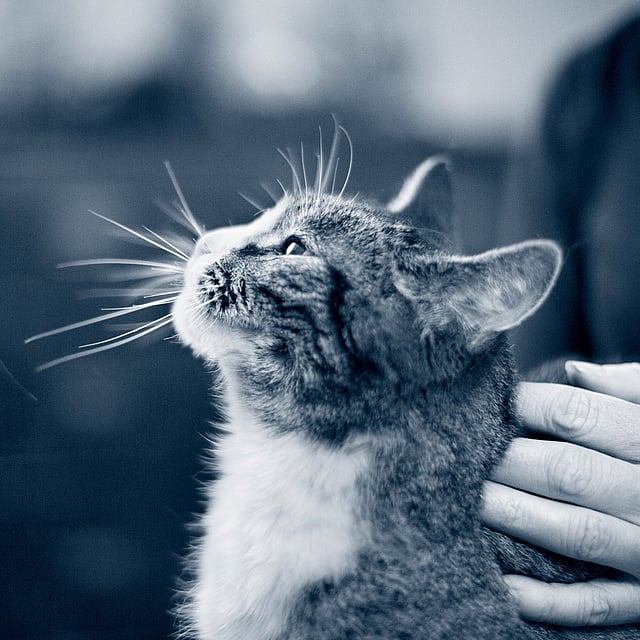 Una persona acariciando a un gato.
