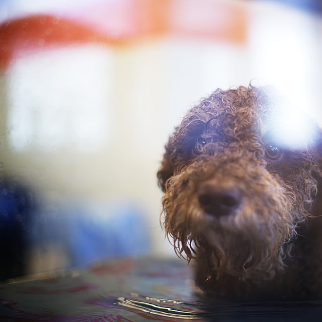 Un perro en el agua mirando a la cámara.