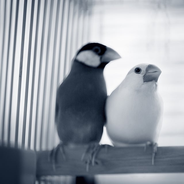 Un par de pájaros en una jaula.