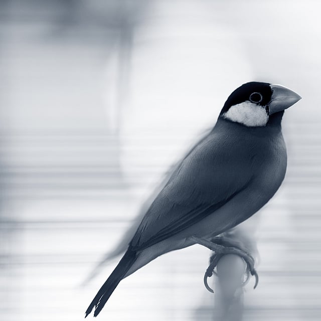 Un pájaro sentado en una percha.
