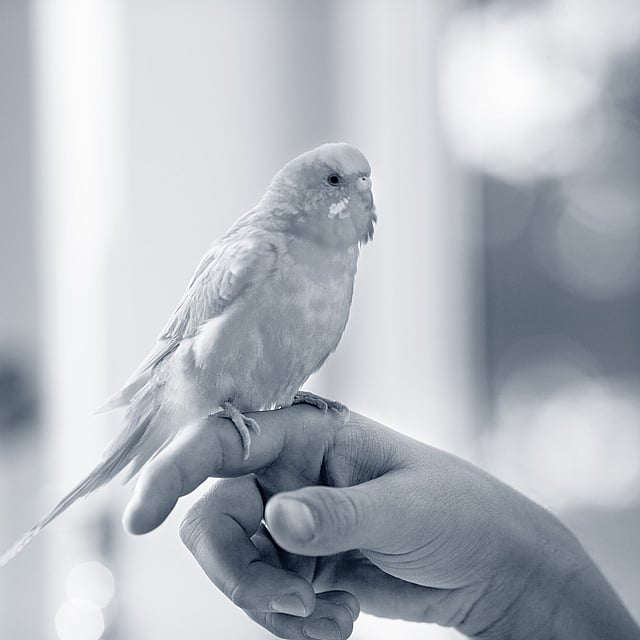 Un pájaro en la mano de una persona.