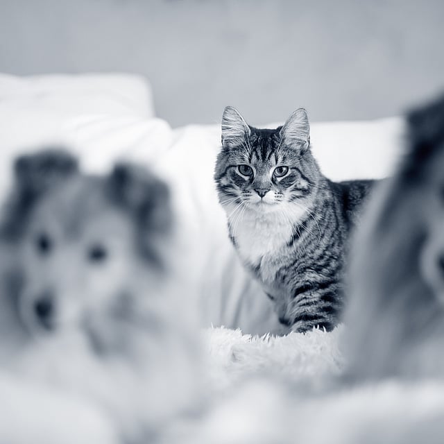 Un gato y perros en una cama.