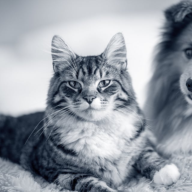 Un gato y un perro acostados sobre una manta.