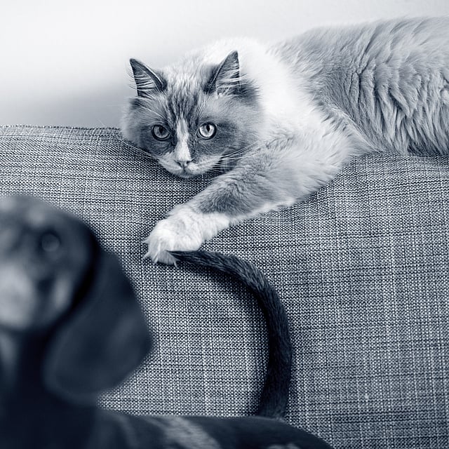 Un gato acostado en un sofá.