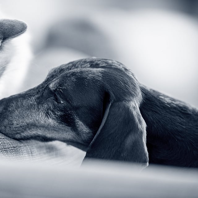 Un gato y un perro acostados en un sofá.