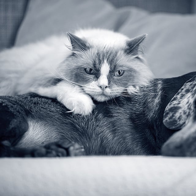 gato blanco y perro negro