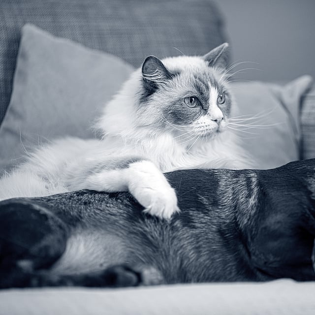 Un gato acostado en un sofá junto a un perro.