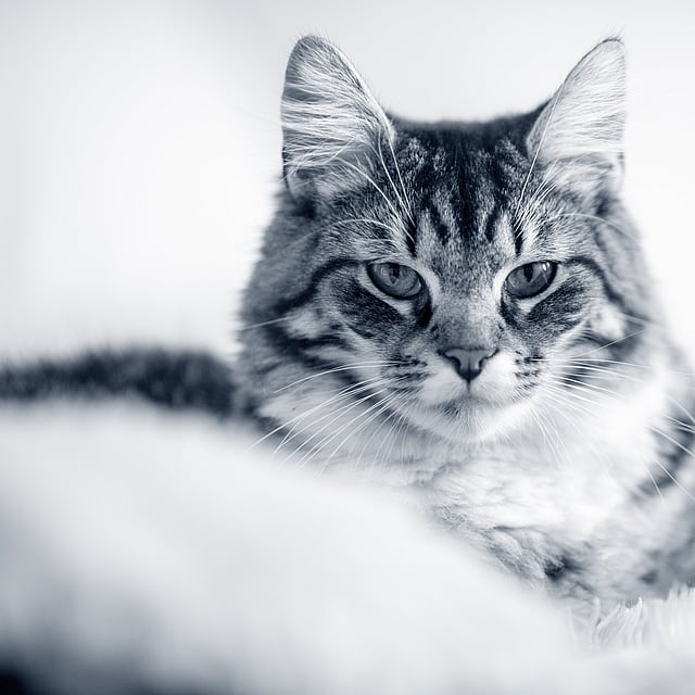 Un gato acostado sobre una manta blanca.