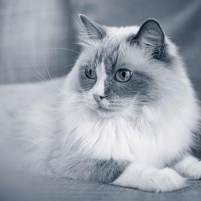 Un gato acostado en un sofá.