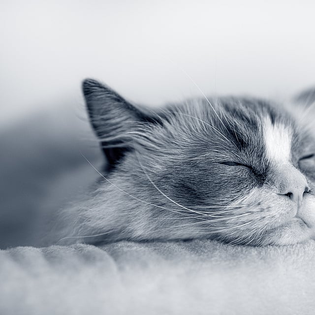 Un gato durmiendo sobre una manta.
