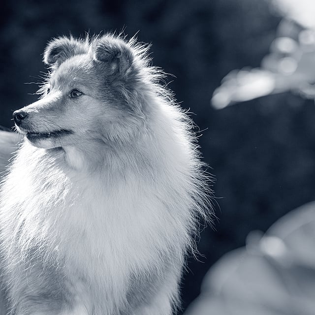 Un perro parado afuera al sol.