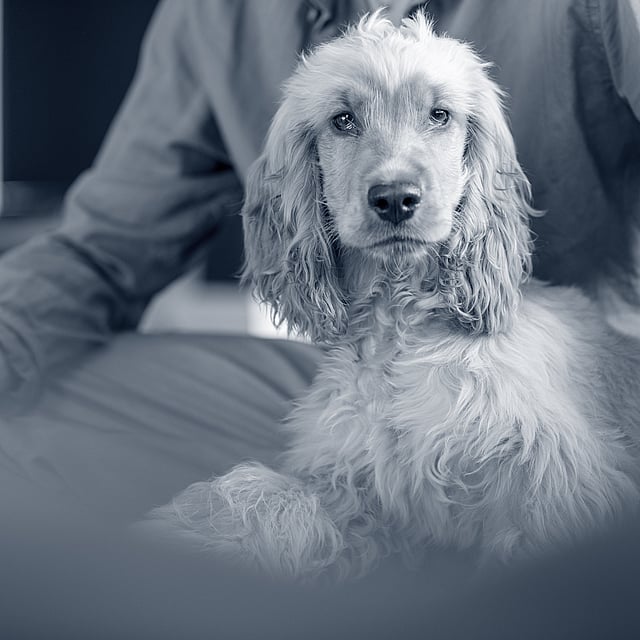 Un perro sentado en el regazo de una persona.