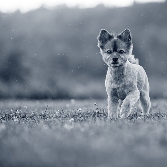 Un perro corriendo en la hierba.