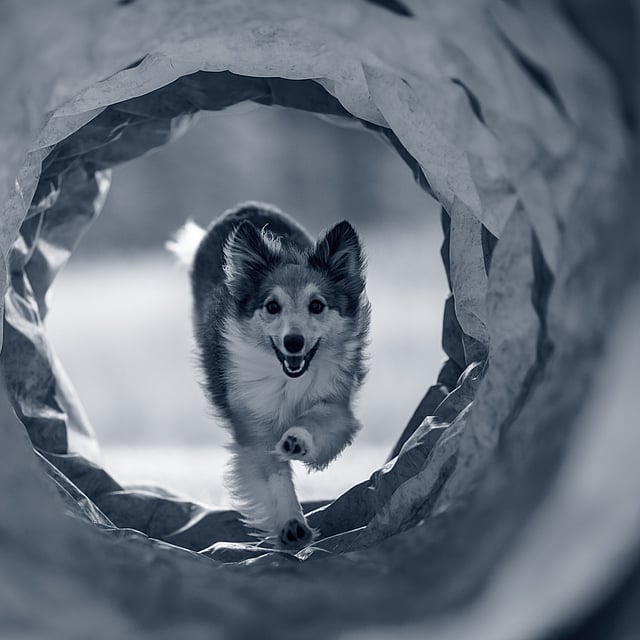 Un perro corriendo por un túnel.