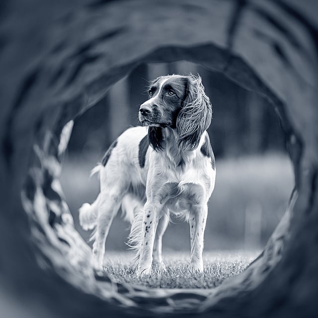 Un perro parado en un agujero.