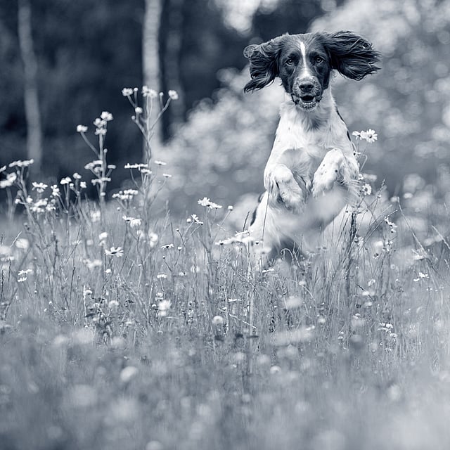 Un perro saltando en un campo de flores.