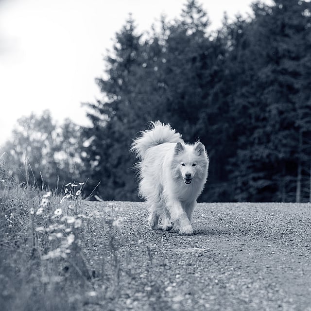 Un perro caminando por un camino de tierra.