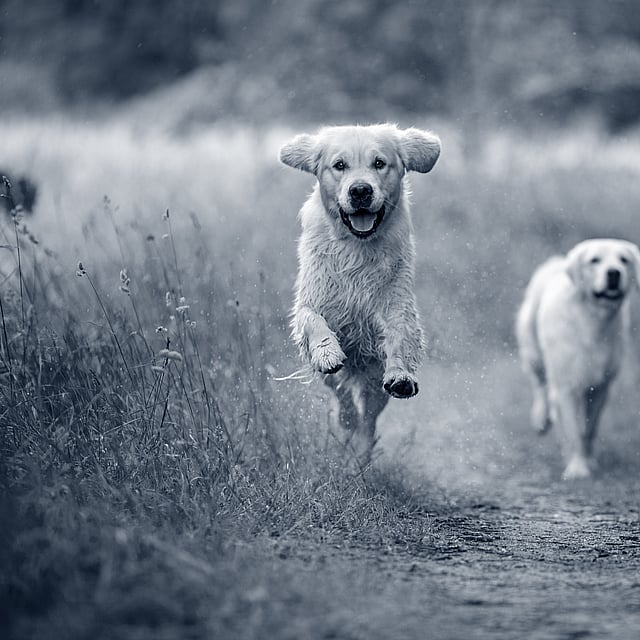 Dos perros corriendo por un camino de tierra.