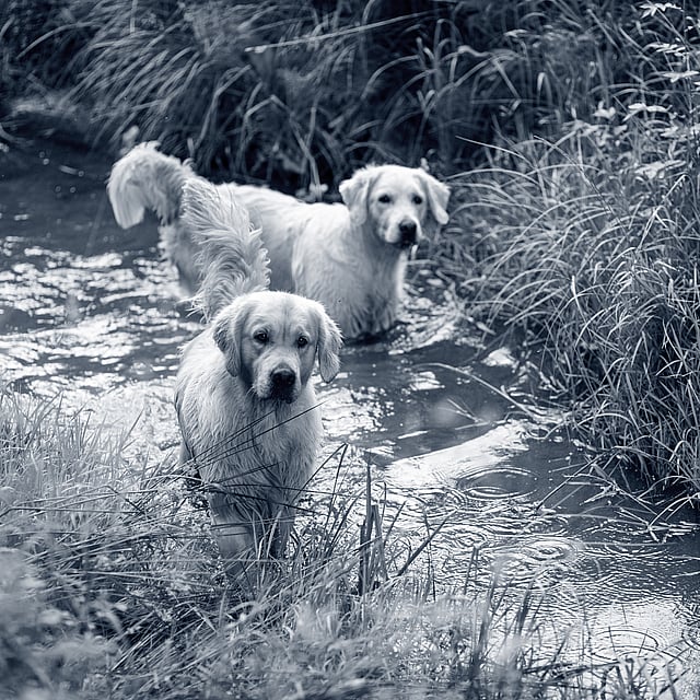 Dos perros parados en un arroyo.