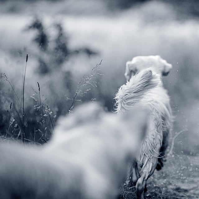 Un perro corriendo por un camino de tierra.