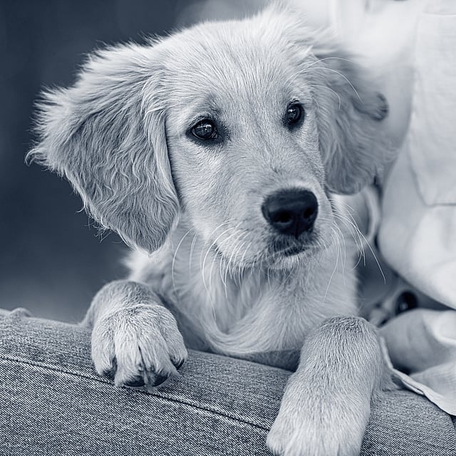 Un perro acostado en un sofá.