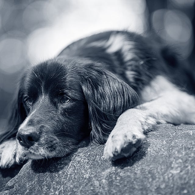 Un perro acostado en una roca.