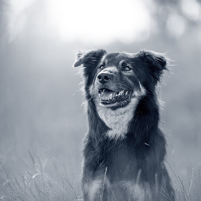 Un perro sentado en un campo.