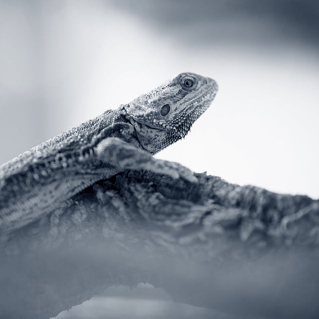 Un lagarto en una rama.