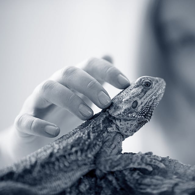 Una mano acariciando a un lagarto.