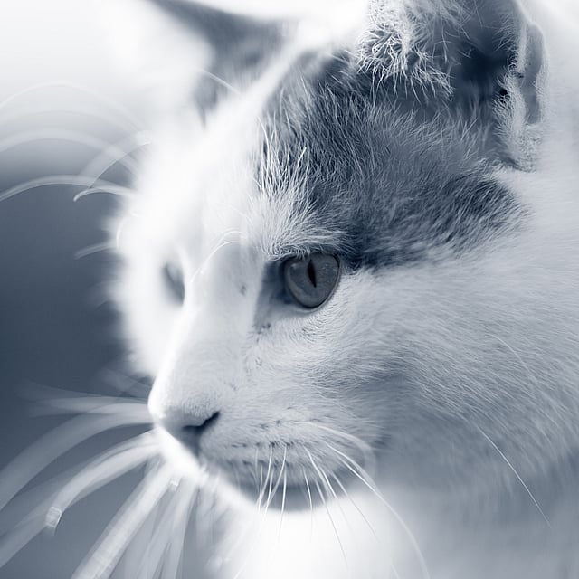 Un primer plano de un gato.