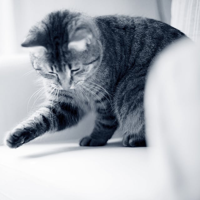 Un gato sentado en un sofá.