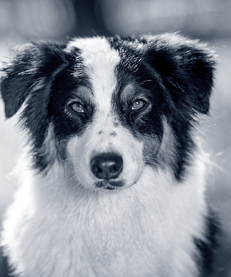 Un perro blanco y negro.