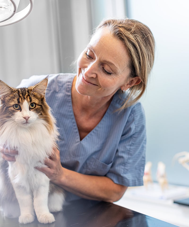 Una persona sosteniendo un gato.
