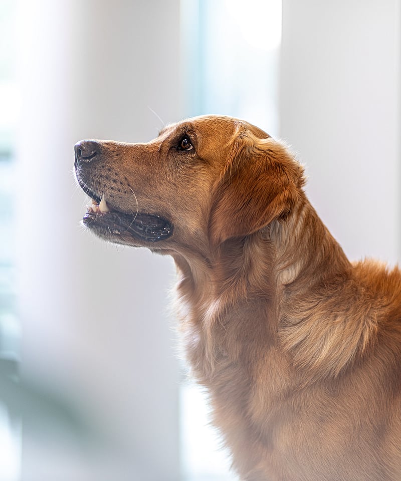 Un perro mirando hacia un lado.