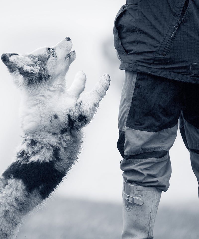 Un perro saltando hacia una persona.
