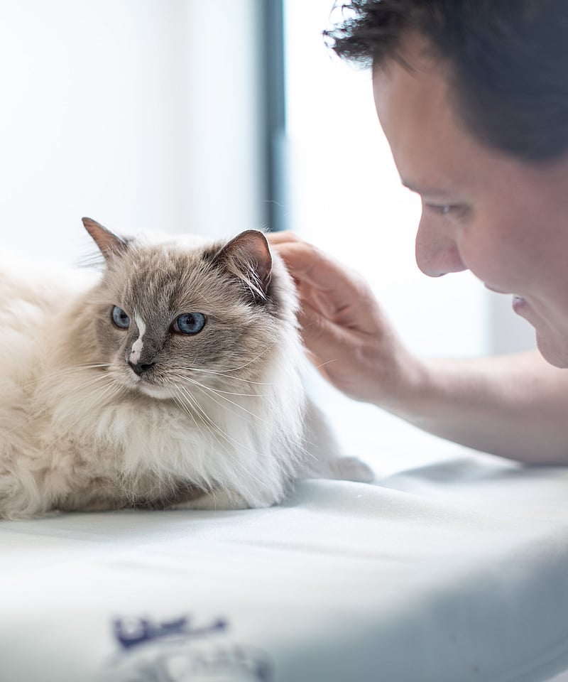 Una persona acariciando a un gato.
