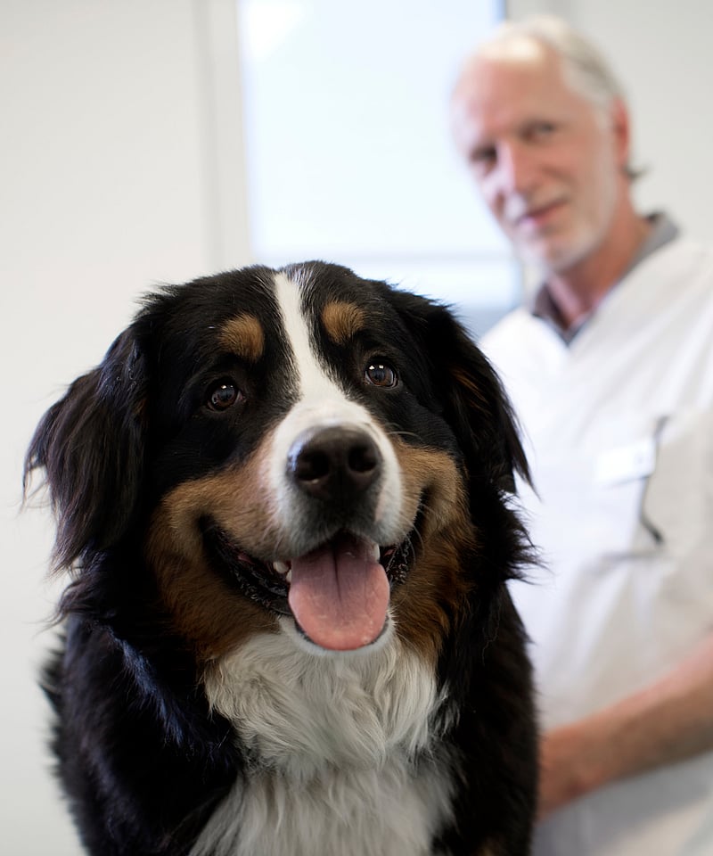 perro negro y blanco con veterinario