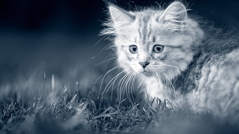 Un gato tumbado en la hierba.