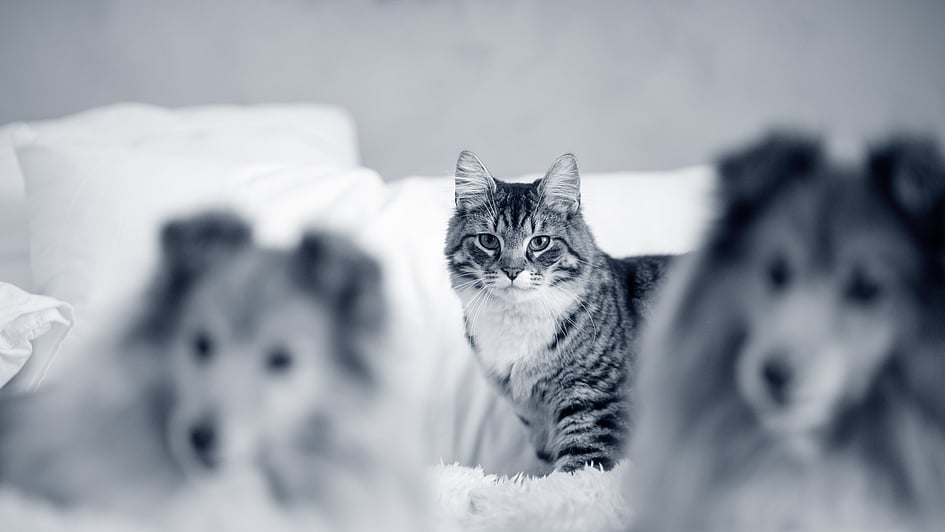 Un gato y perros en una cama.