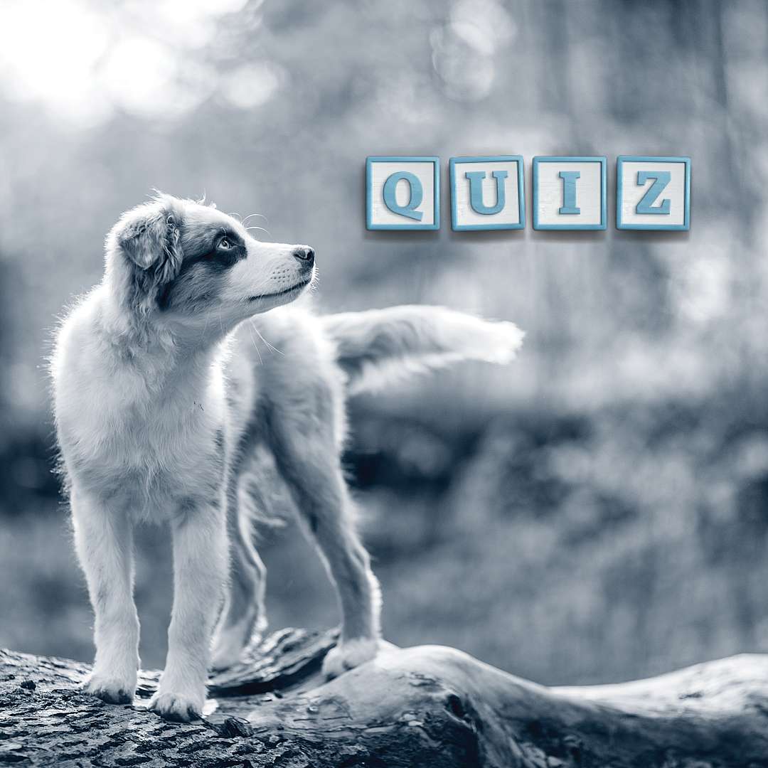 Quiz
