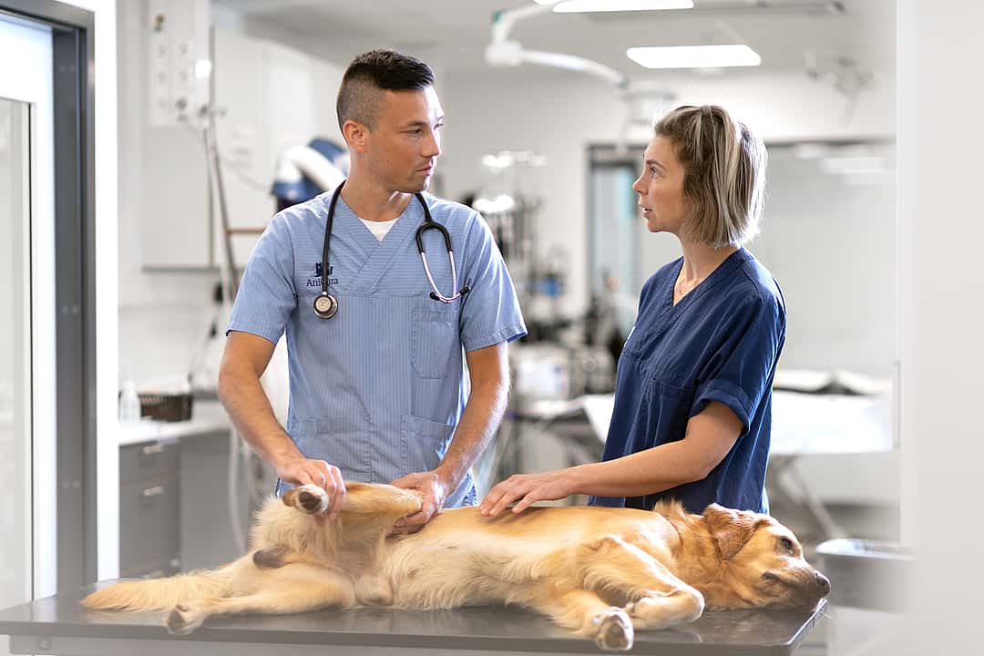 veterinarios con un gato grande