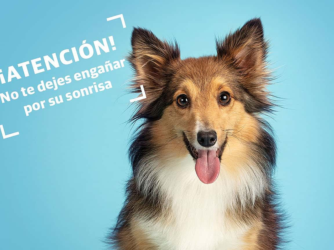 Odontología Veterinaria