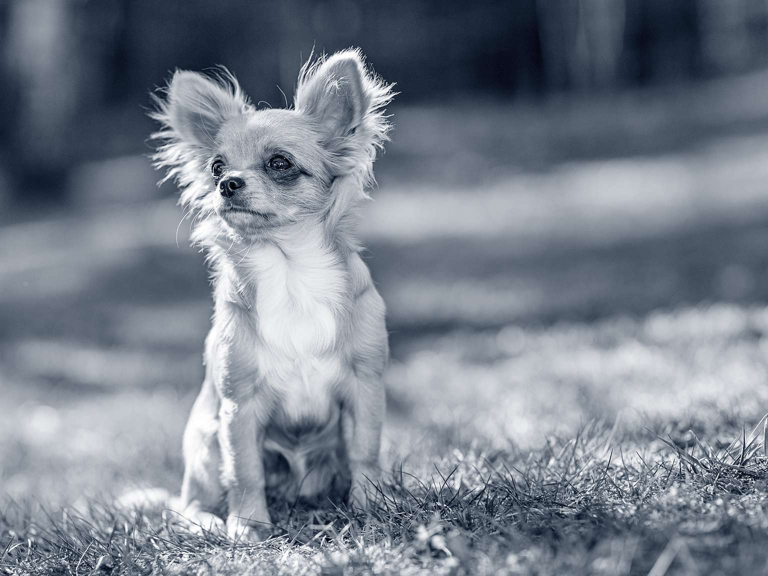 cuanto mide el chihuahua terrier