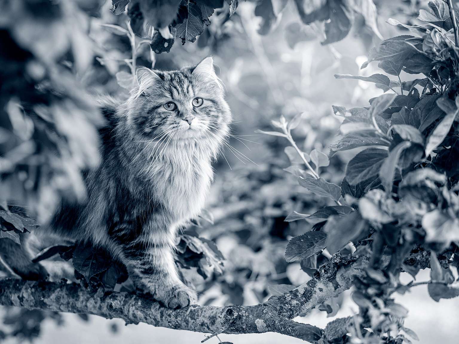 gato Siberiano