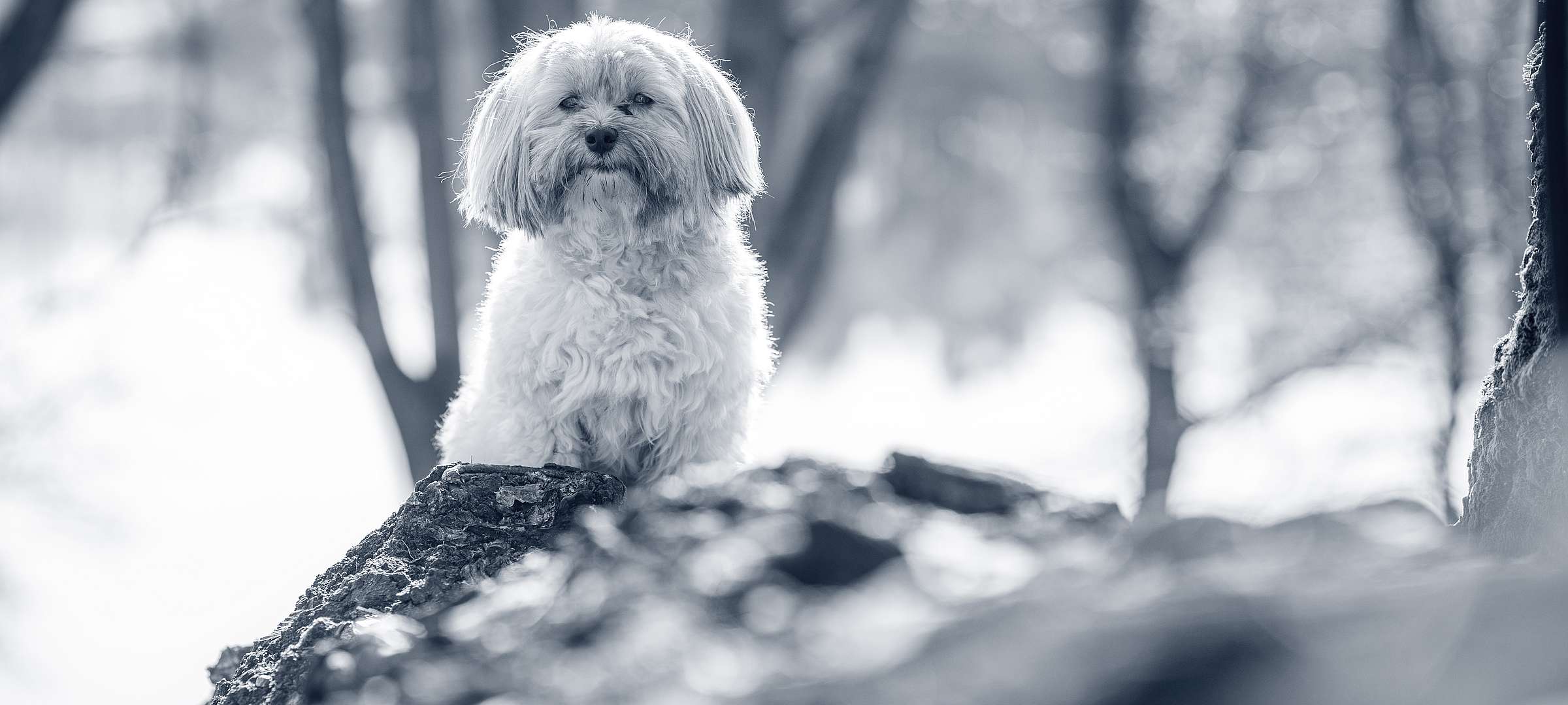 es un habanero un buen perro de familia
