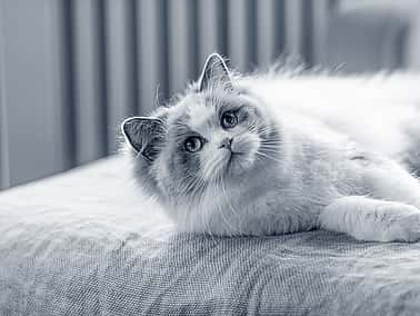 ragdoll