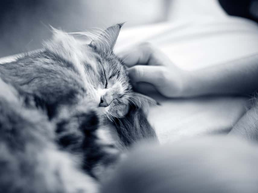 gato en blanco y negro dormido