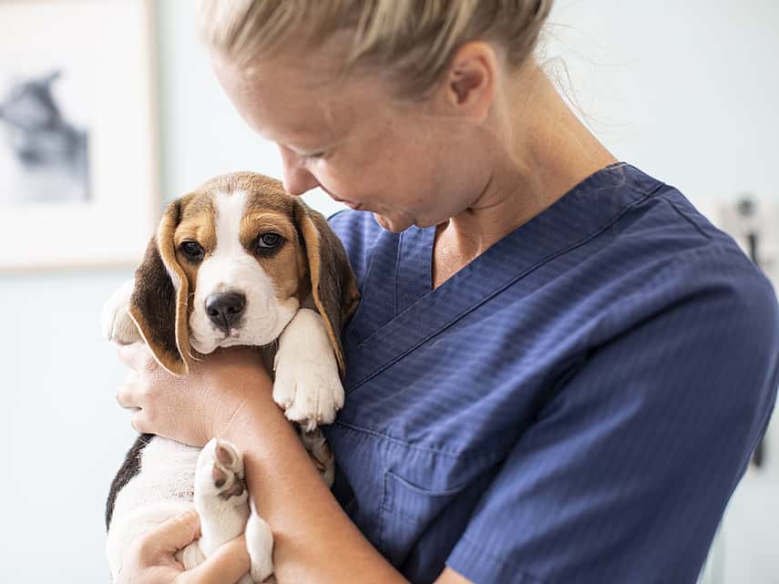 veterinaria con un cachorro beagle