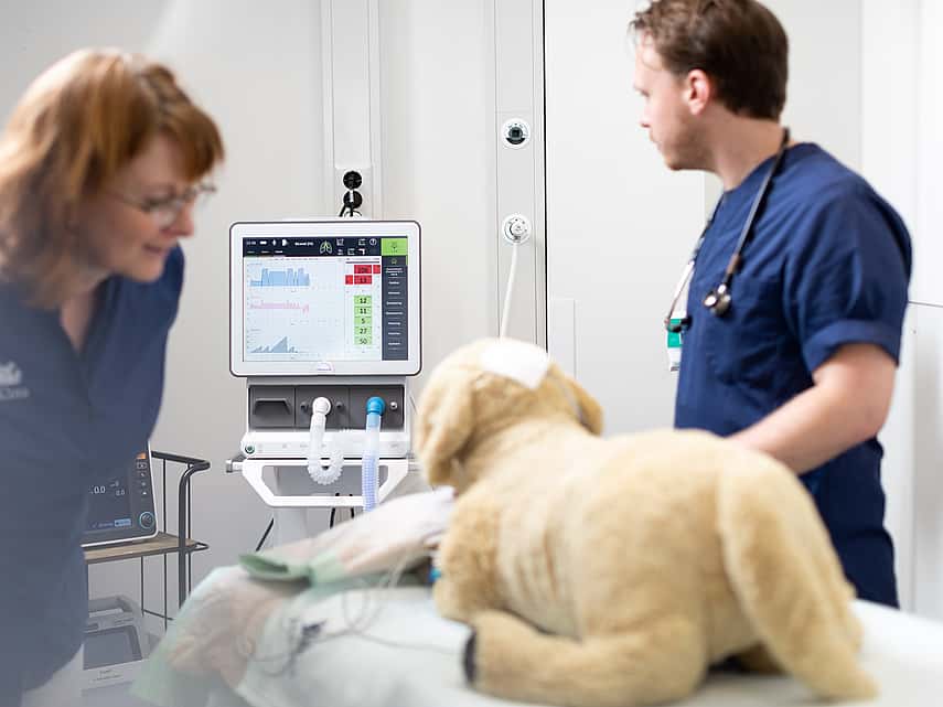 veterinarios examinando un perro